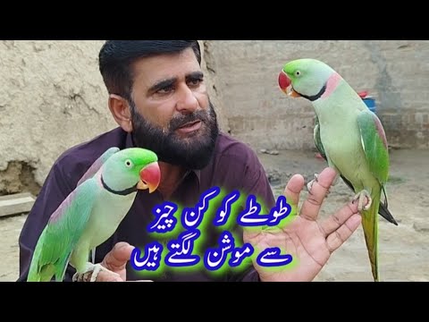 Parrot loose motion Treatment At Home
