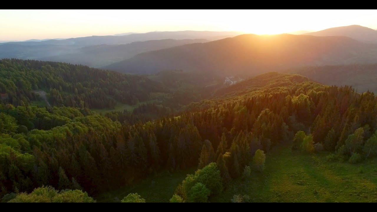How can we save the Earth by saving trees? How can we save the Earth by saving trees?