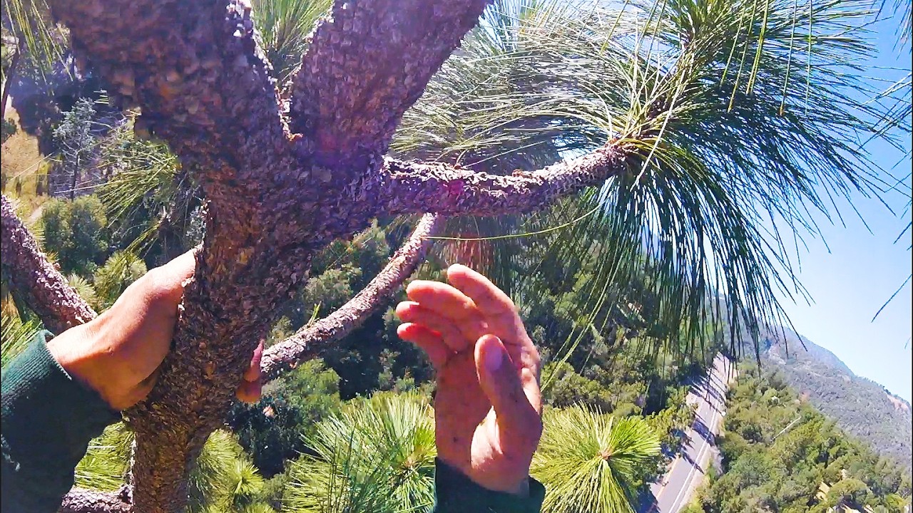 climbing a 120ft pine tree