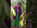 Village Girl Working In Field Tiktok Viral Trending Memes Reels Funny Youtubeshorts Shorts