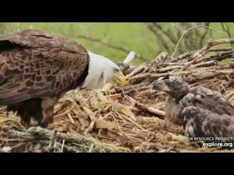 Decorah North Eagles, DN9 Gobbles Down 2 Fish For Breakfast 5/9/19