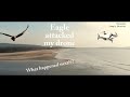 Eagle Attacked Drone What Happened