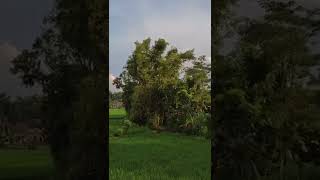 Download lagu story' WA || ngopi soree mp3
