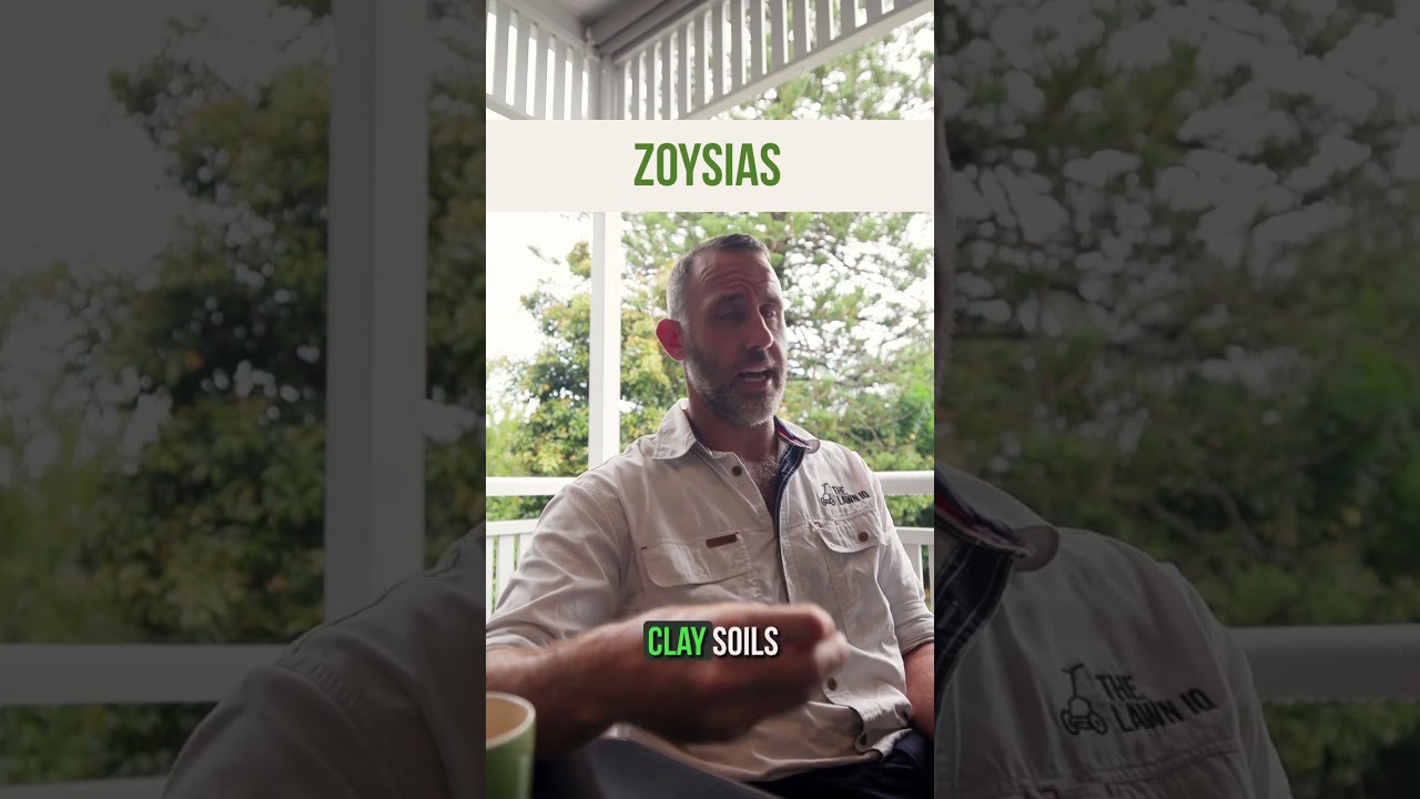 Lawn Lingo: Zoysia