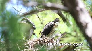 枝渡りを始めたツミのヒナ(動画あり)