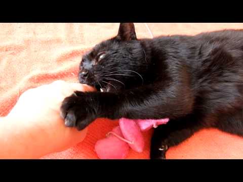 Tierhilfe-verbindet, Vilo 06.15