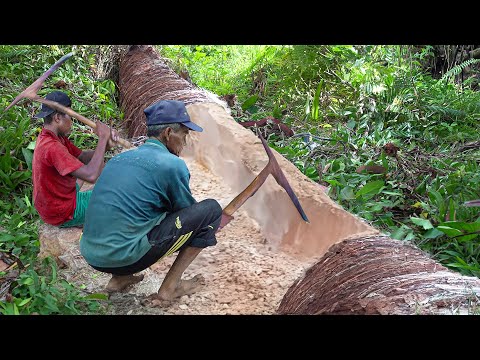 Strange Process of Making & Eating Palm Trees