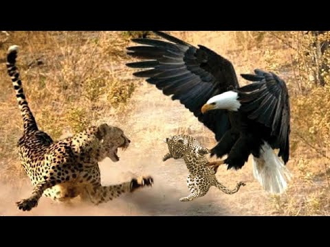 Eagles Catch Leopard Cub | Mother Leopard Fail To Save Her Baby but Hunting Eagle To Revenge