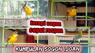 Download lagu TERAPI SOGON IJOAN PANCINGAN MUDAH NYAUT BIKIN GACOR   #sogonijoan #terapisogon #pancingansogonijoan mp3