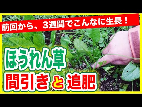 マルチング菜園ストロー 2022