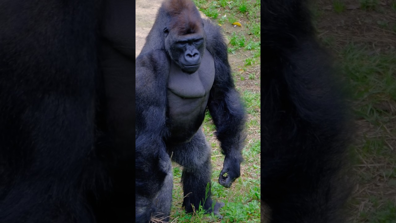 Kiyomasa walking on two legs was met with loud cheers.