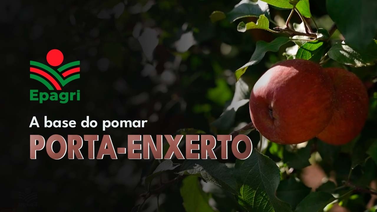 Porta-enxertos na macieira: como escolher a melhor base para seu pomar