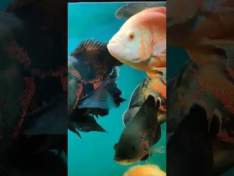 My Arowana & Oscars #aquarium #arowana #fish #oscar #oscarfish #arowanafeeding