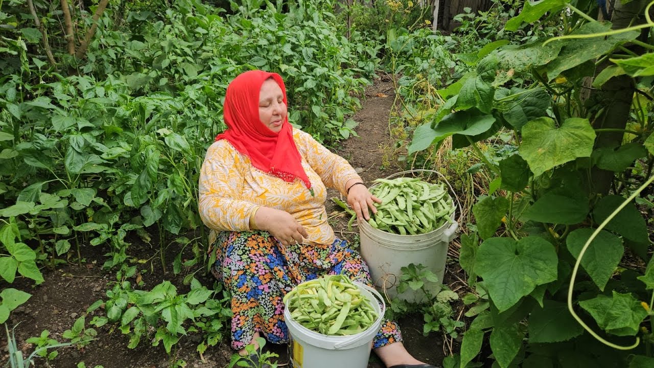 ‼️TOPRAĞIN BEREKETİ ELİMİN EMEĞİ KOVA KOVA TOPLADIM‼️