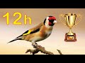 Goldfinch 12h The BEST Song