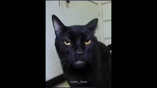 Download lagu Kucing Tidak Bisa Bicara Bahasa Inggris ๐คก#Kucing#Celana Pendek mp3 Download lagu Kucing Tidak Bisa Bicara Bahasa Inggris ๐คก#Kucing#Celana Pendek mp3