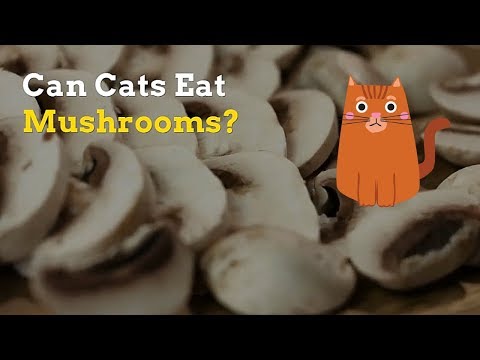 YouTube video about: Can cats eat mushroom soup?