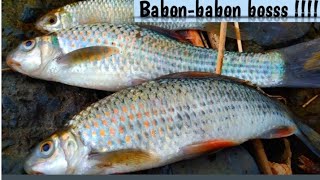 Download lagu Mancing nilem arus deras.Air keruh ga ngaruh asal pake tehnik ini !!!!! mp3
