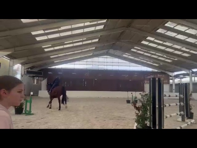 Selle Fran&ccedil;ais - Hongre, 5 ans