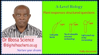Plant responses structured questions (A- biology)