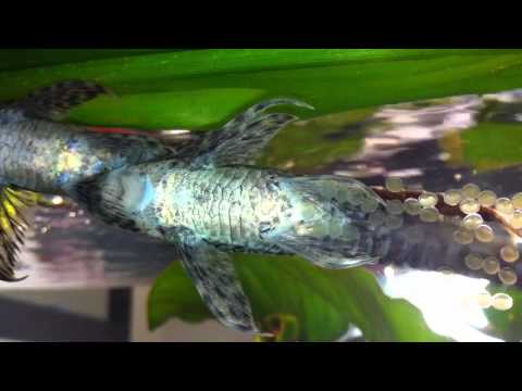 Goldbartwels (Sturisoma aureum) legt Eier