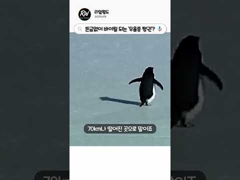 뜬금없이 바이럴 되는 ‘우울증 펭귄’?