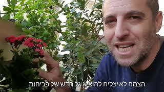 ניצניות - גינה פורחת וקלה לתחזוקה