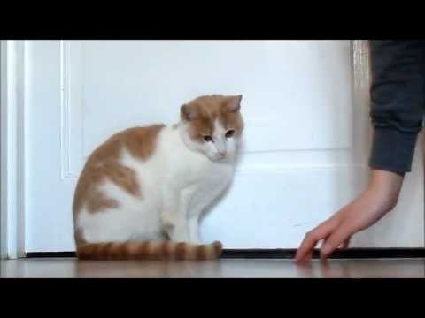 The Wonderful World of Cats!