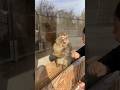 Monkey Reaction To Magic Funniest Reaction On Magic Shorts Shortvideo Monkey