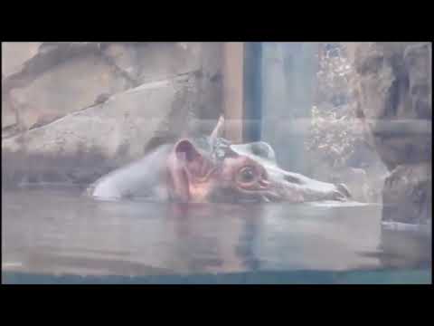 Fiona the Hippo grunts at her fan club