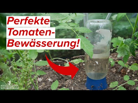Tomaten Bewässerung mit Tonkegel | 2-Liter-Flasche mit diesem Trick möglich!
