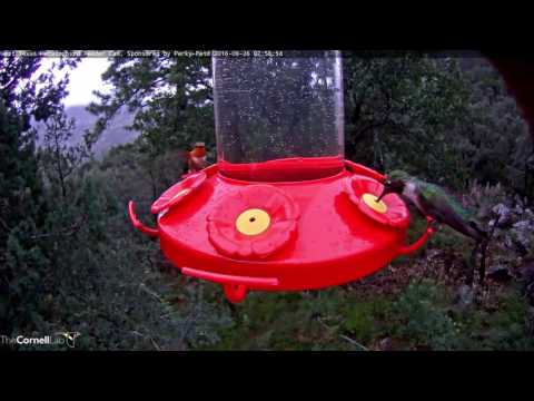 All Out Frenzy At West Texas Hummingbird Cam - Sept. 26, 2016