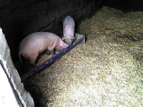 Чем лечить чесотку у свиней