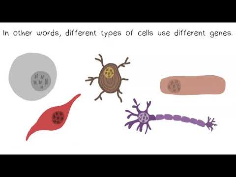 DNA, Chromosomes & Genes