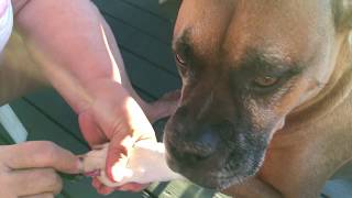 Painting dogs nails!!