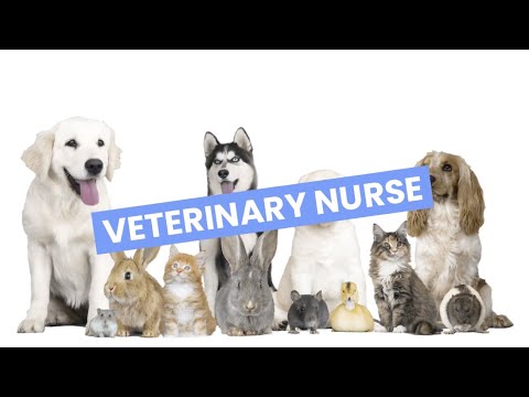 Veterinary nurse video 3