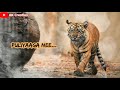 Africa Kattu Puli Song WhatsApp Status