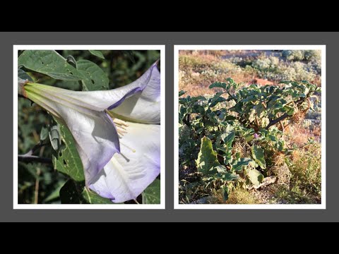 WESTERN JIMSON WEED, Sacred Datura, Datura Wrightii, in Anza-Borrego, Sonoran Desert
