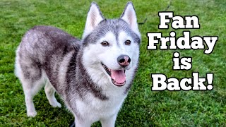 You Asked, We Answered! | Gone to the Snow Dogs Fan Friday