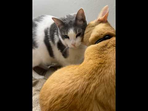 Brothers love 💕 #cat #catvideos #kitten #catlovers #fyp #fypシ゚viral #love #cats #catshorts