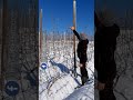 Apple Tree Maintenance Pruning on Guyot training system