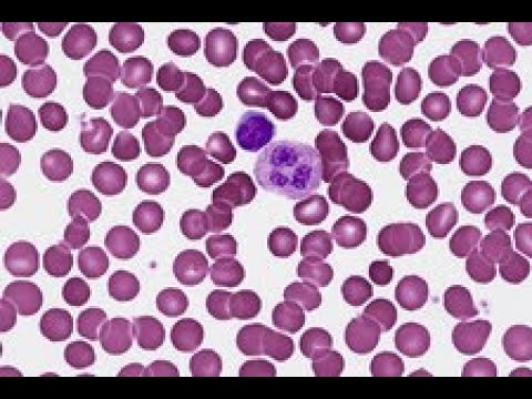 Preparation of blood smear and identification of WBCs for BSc Zoology students