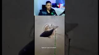 Animais sendo soltos