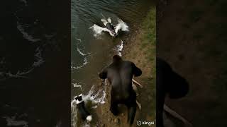 Download lagu Gorilla saves woman, epic rescue animation, 3D animated short film, gorilla vs crocodile mp3