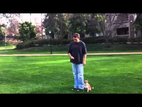 Duke Dog Training / Coaching video.
