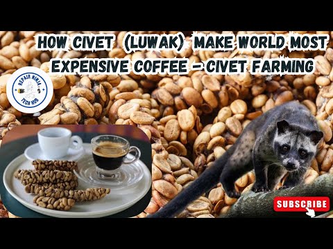 How Civet Make World Most Expensive Coffee - Civet Farming ☕️