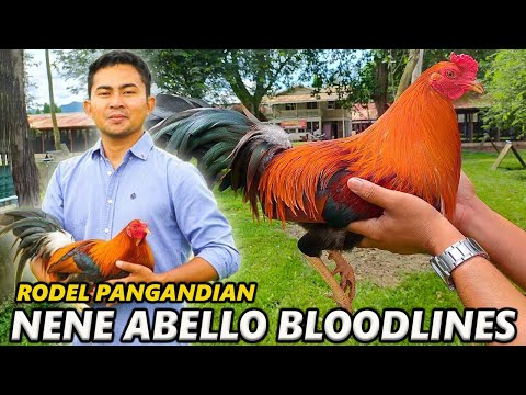 Nene Abello Possum 226 Sweater 💯 Double-R Farm Rodel Pangandian