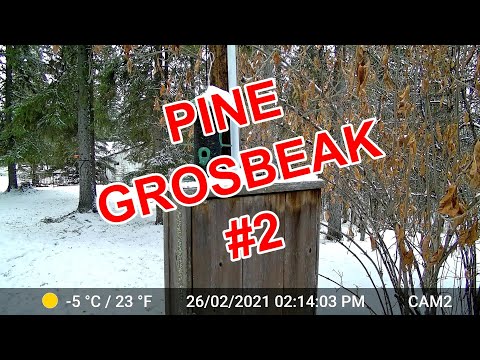 PINE GROSBEAK #2 | Female | Buck Lake, Alberta