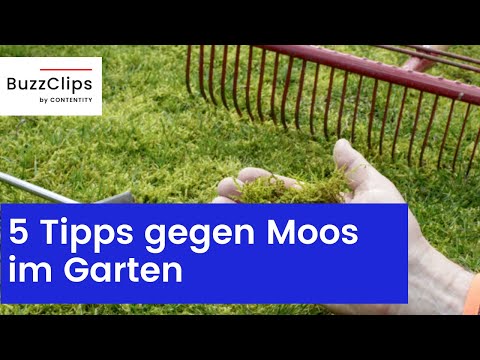5 Tipps wie man Moos im Rasen entfernen kann