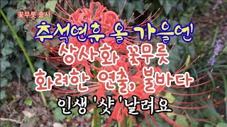 추석연휴 올 가을엔 꽃무릇 여행 추천해요! 불갑산 불갑사 상사화길 불바다를 이루고 있어요